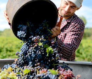 AS CEFIGA 37 au service de la viticulture